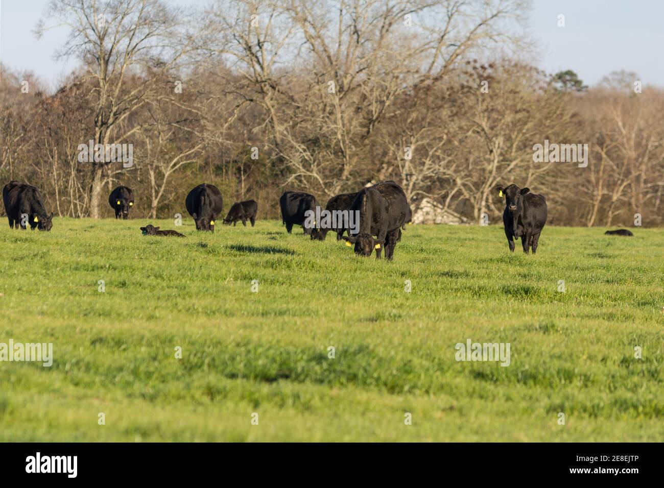 Black Angus cattle grazing in a ryegrass pasture in early spring Stock Photo