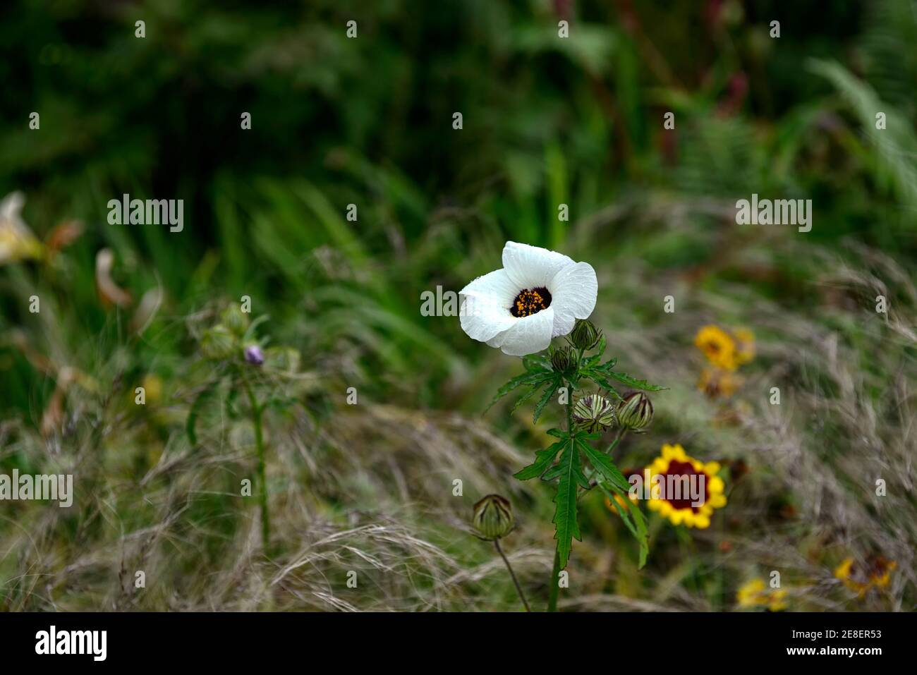 Hibiscus trionum,flowerofanhour,bladder hibiscus,bladder ketmia
