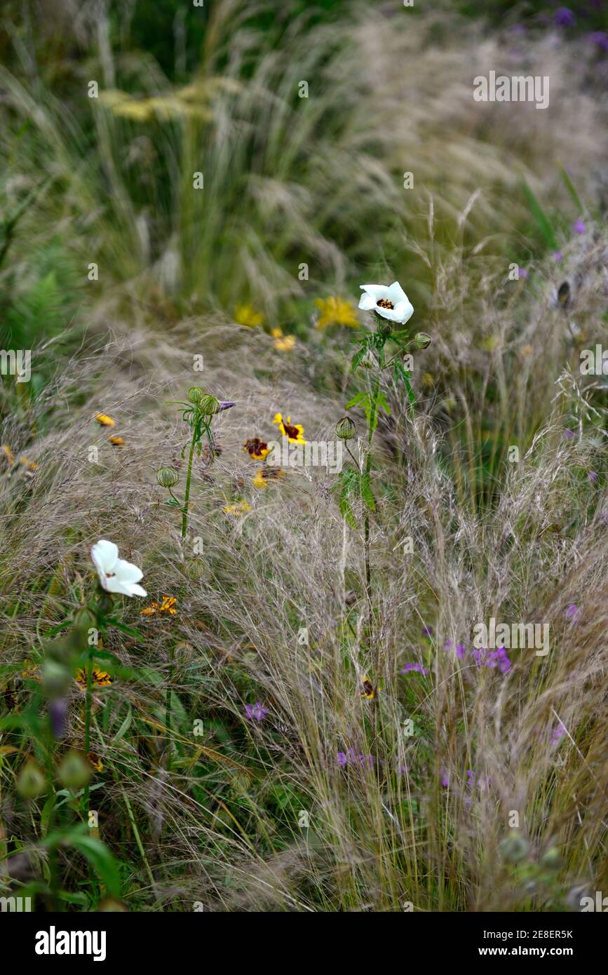 Hibiscus trionum,flower-of-an-hour,bladder hibiscus,bladder ketmia,bladder weed,Stipa tenuissima,Mexican Feather Grass,annuals and grasses,mixed,mixed Stock Photo