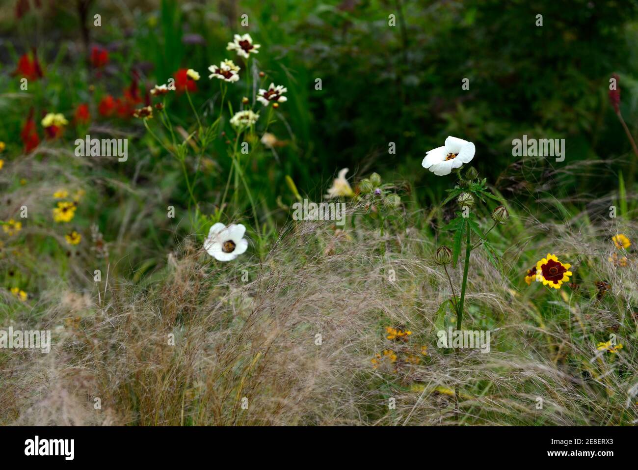 Hibiscus trionum,flower-of-an-hour,bladder hibiscus,bladder ketmia,bladder weed,Stipa tenuissima,Mexican Feather Grass,annuals and grasses,mixed,mixed Stock Photo