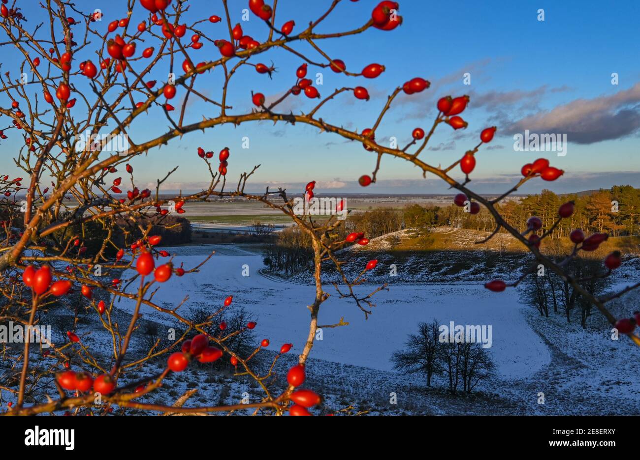 Mallnow, Germany. 30th Jan, 2021. Red rose hips shine in the sunlight against the lightly snow-covered slopes on the edge of the Oderbruch, a region in the east of the state of Brandenburg. Adonis florets bloom on these slopes in spring. Credit: Patrick Pleul/dpa-Zentralbild/ZB/dpa/Alamy Live News Stock Photo