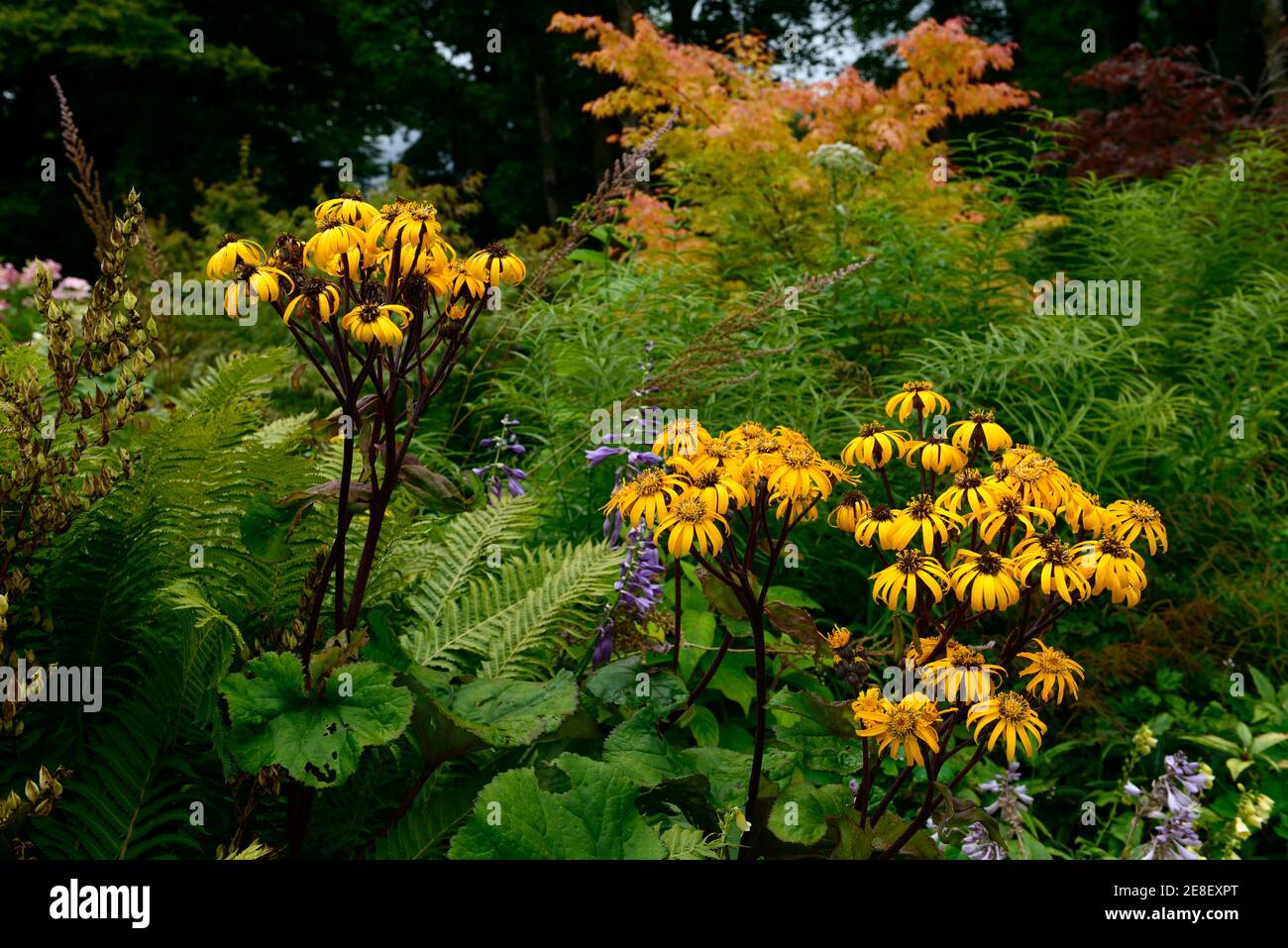 ligularia dentata britt marie crawford,,golden groundsel,yellow,flowers,flowering,summer,perennials,RM Floral Stock Photo