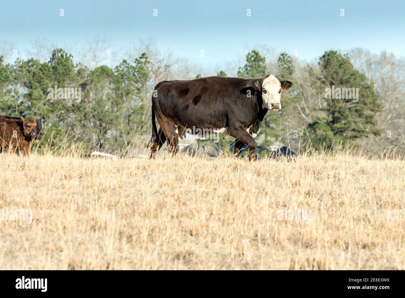 Black cow with white face walks in elevated position from the camera