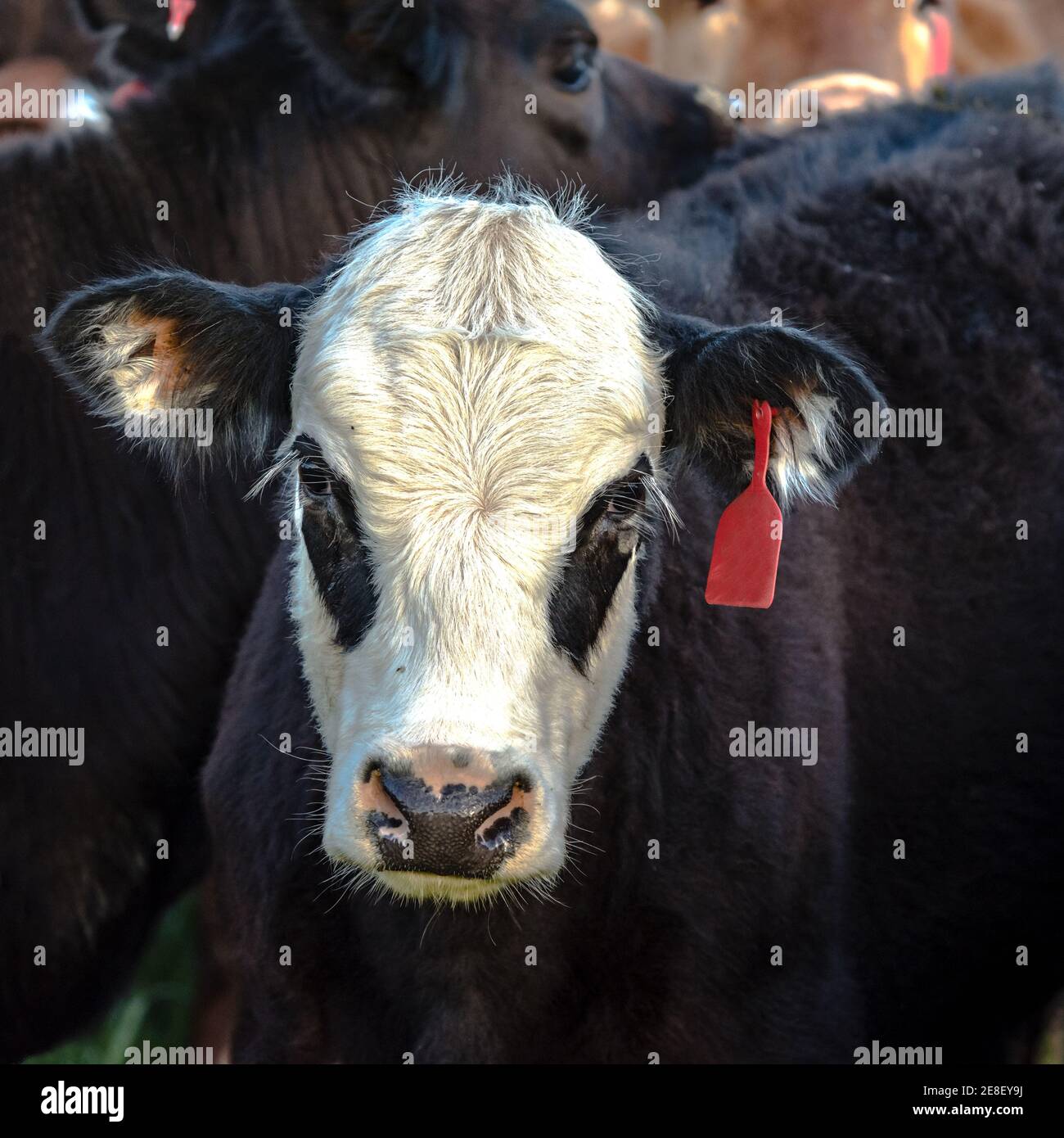 Black Baldy Cow Hi-res Stock Photography And Images - Alamy