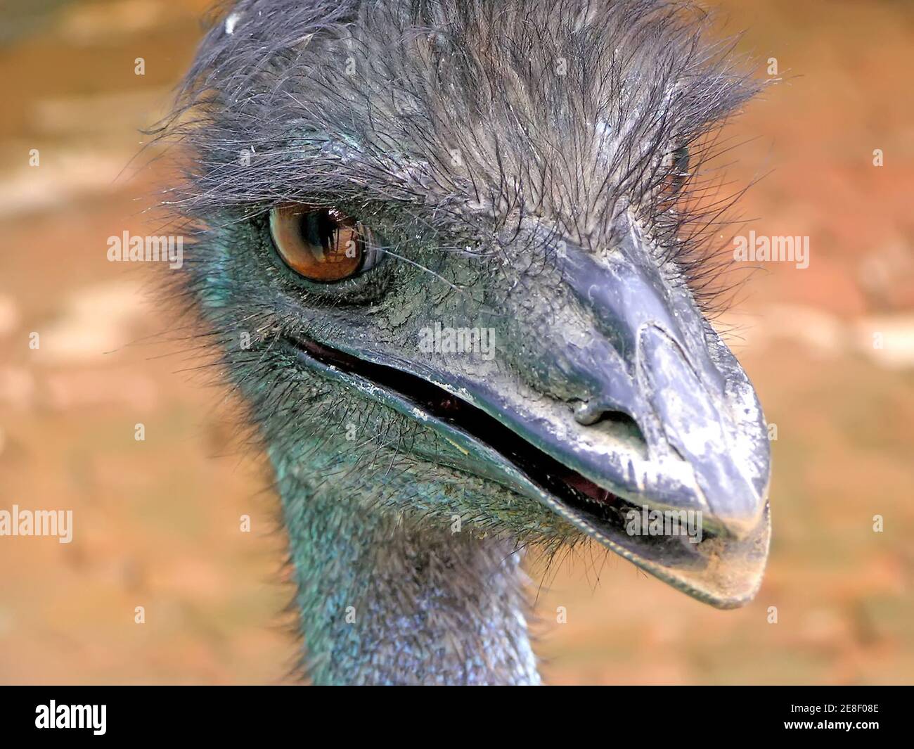 wedstrijd impliciet een miljoen a kind of animal named emu Stock Photo - Alamy