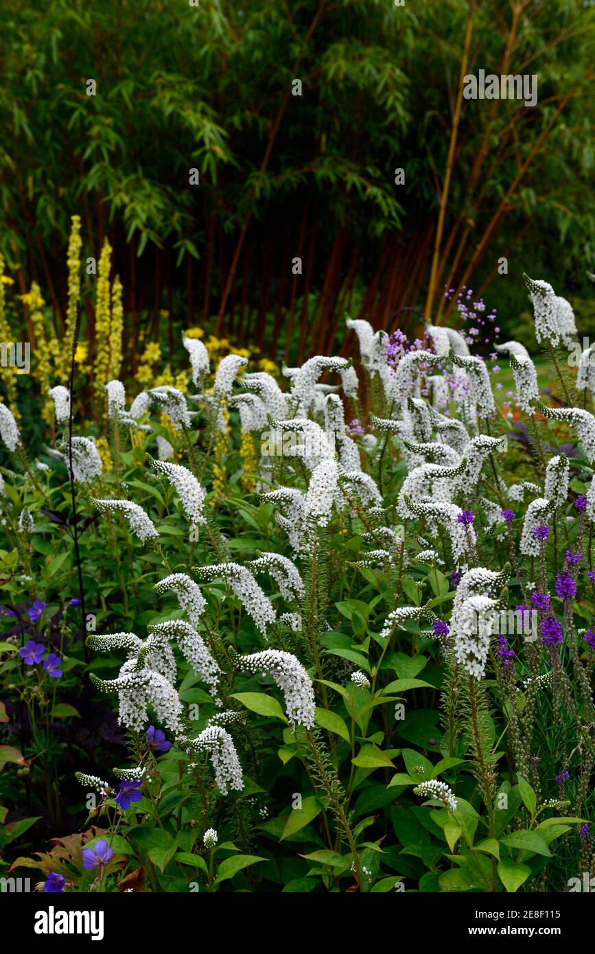 Lysimachia clethroides,Gooseneck loosestrife, white, flower, flowers, flowering , mix, mixed, perennial, perennials, RM Floral Stock Photo