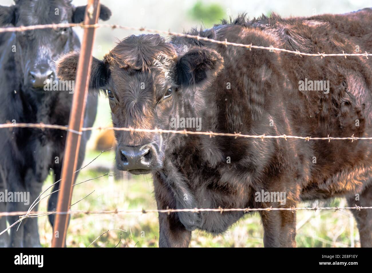 Black Angus crossbred cows standing behind a barbed wire fence, Stock Photo