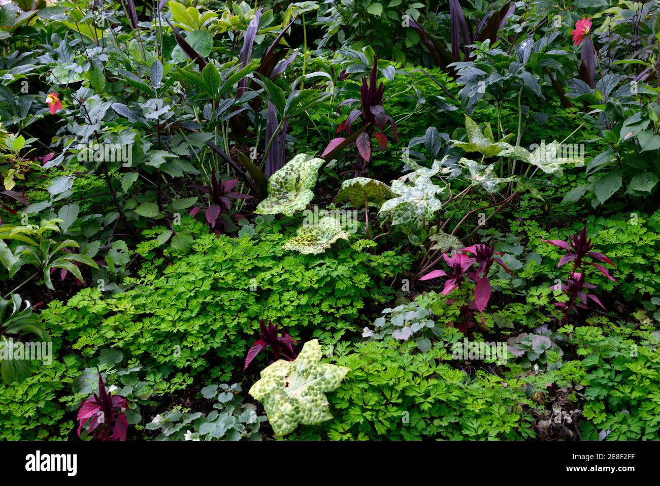 Podophyllum spotty dotty,brunnera,amaranthus,hellebores,corydalis,eucomis,leaves,foliage,mixed planting scheme,groundcover,layers,layered gardening,pe Stock Photo