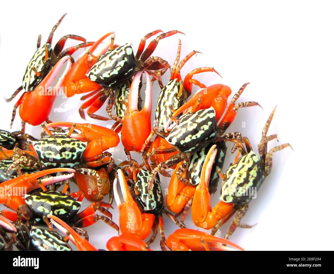 close up of pictures - fiddler crabs Stock Photo