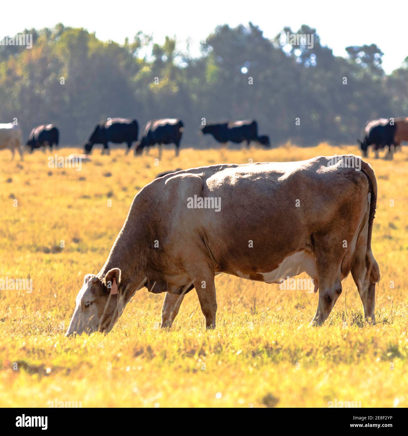Blond cow grazing brown grass with herd in background Stock Photo