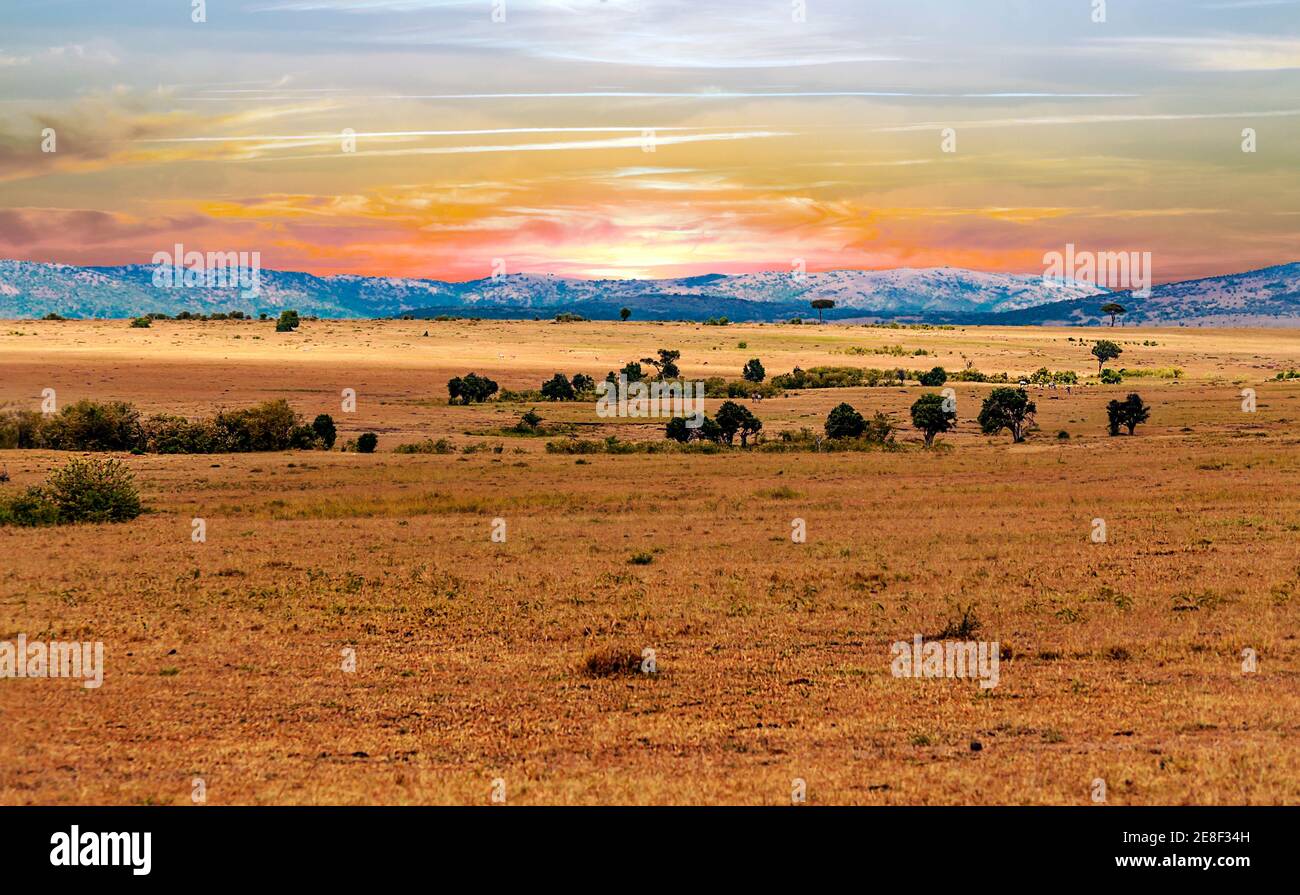 Beautiful sunset cheetah hi-res stock photography and images - Alamy