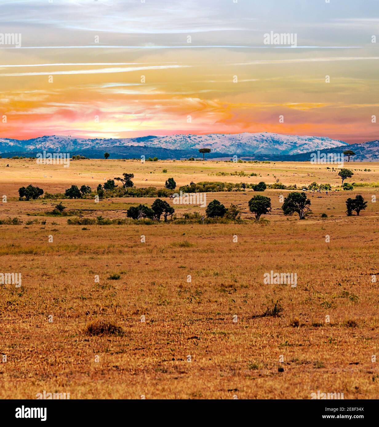 Beautiful sunset cheetah hi-res stock photography and images - Alamy