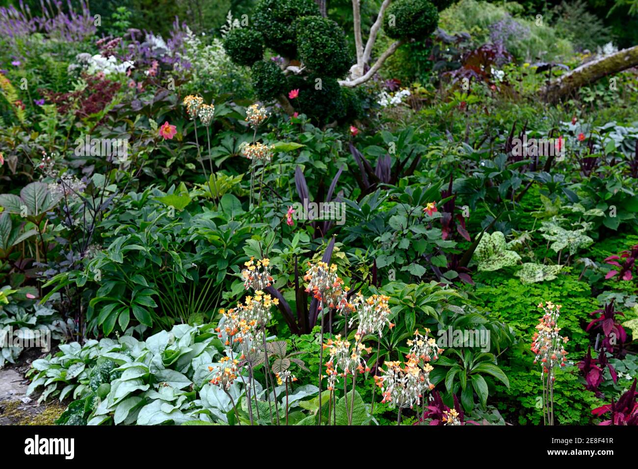Primula and podophyllum hi-res stock photography and images - Alamy