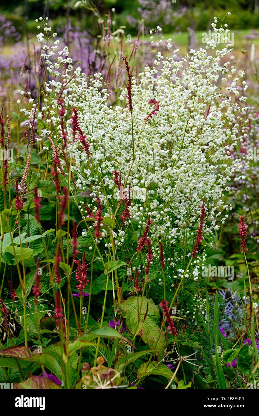 Thalictrum delavayi Splendide White,Persicaria amplexicaulis,coral pink flowers,flower,flowering,floriferous,mixed planting scheme,combination,Chinese Stock Photo