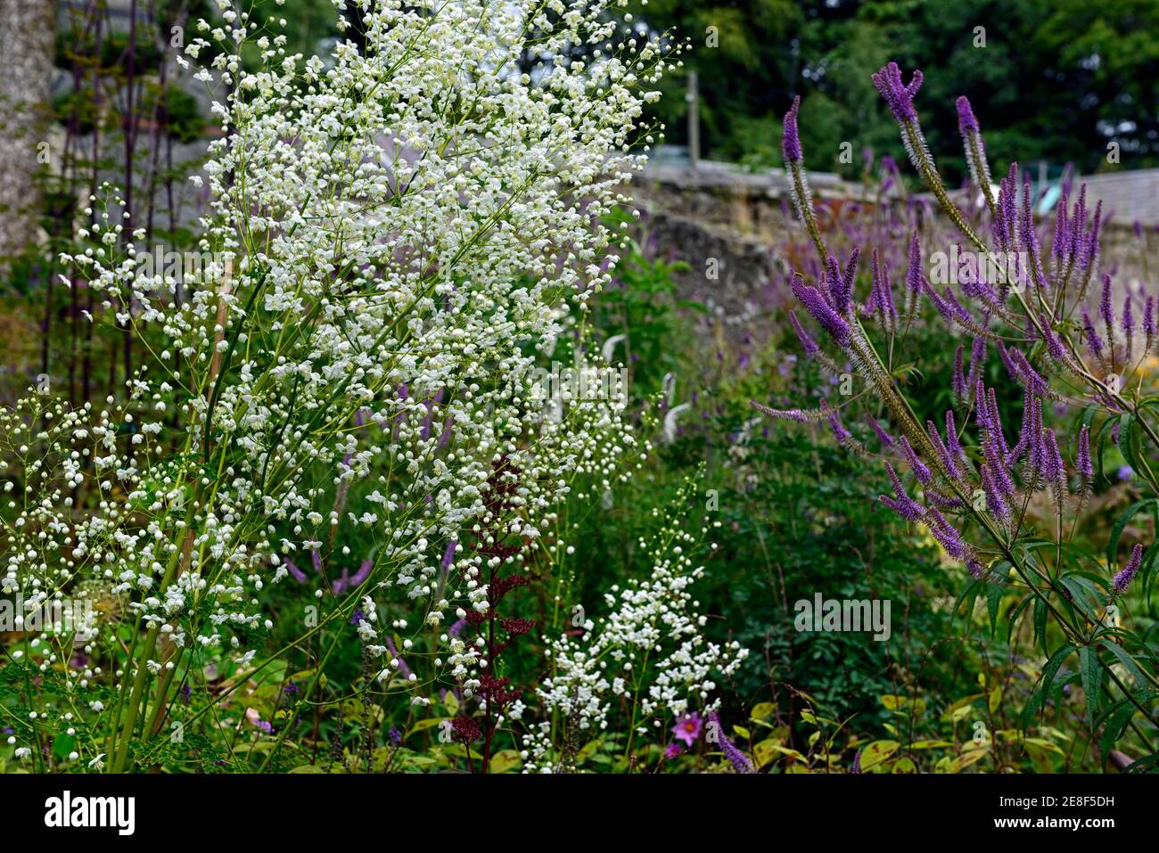 Thalictrum delavayi Splendide White,Veronicastrum virginicum Fascination,purple lilac white flowers,flower,flowering,floriferous,mixed planting scheme Stock Photo