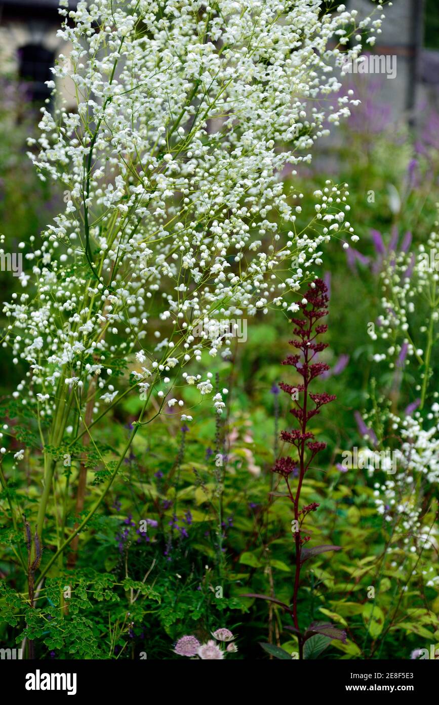 Thalictrum delavayi Splendide White,white flowers,flower,flowering,floriferous,mixed planting scheme,combination,Chinese meadow rue,white flowers,RM F Stock Photo