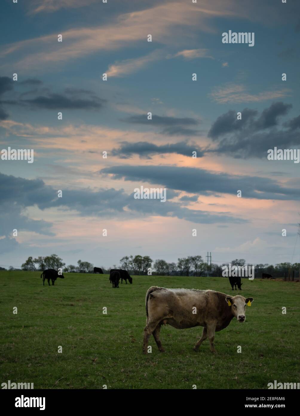 Brown commercial beef cow in the foreground with rest of the herd in the background with colorful sunset sky Stock Photo