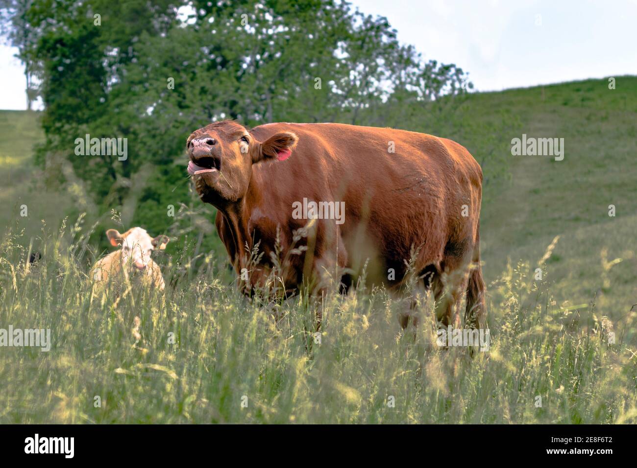 Brown cow standing in a field of tall fescue bawling Stock Photo