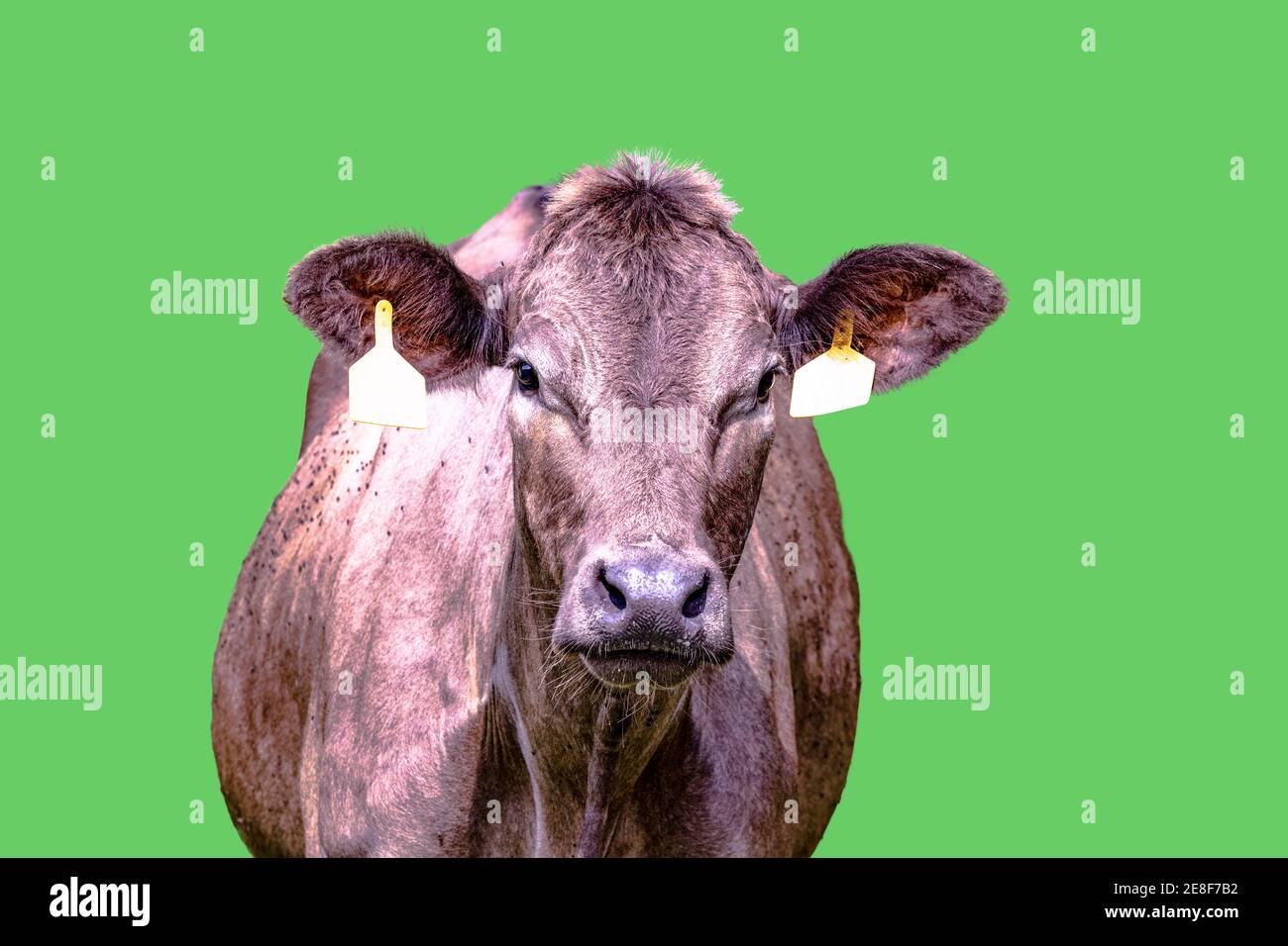 Brown crossbred beef cow with two yellow ear tags isolated with green screen background Stock