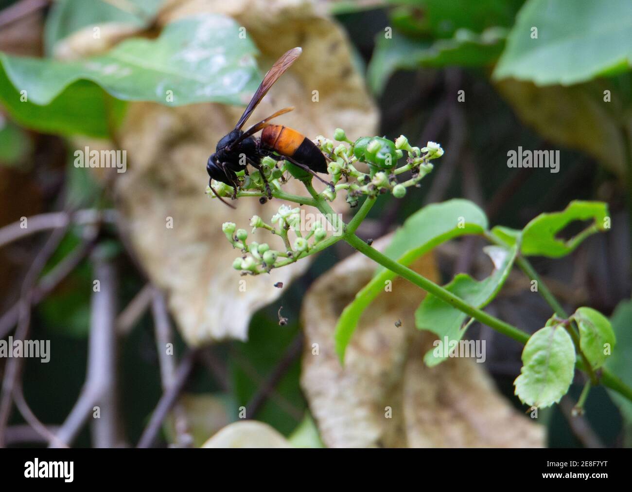 a black and orange wasp feeding from tropical flowers Stock Photo