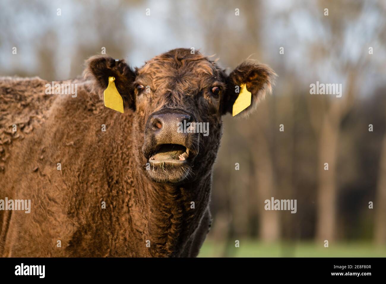 Brown commerical beef cow with curly winter hair coat with mouth open and out-of-focus background. Stock Photo
