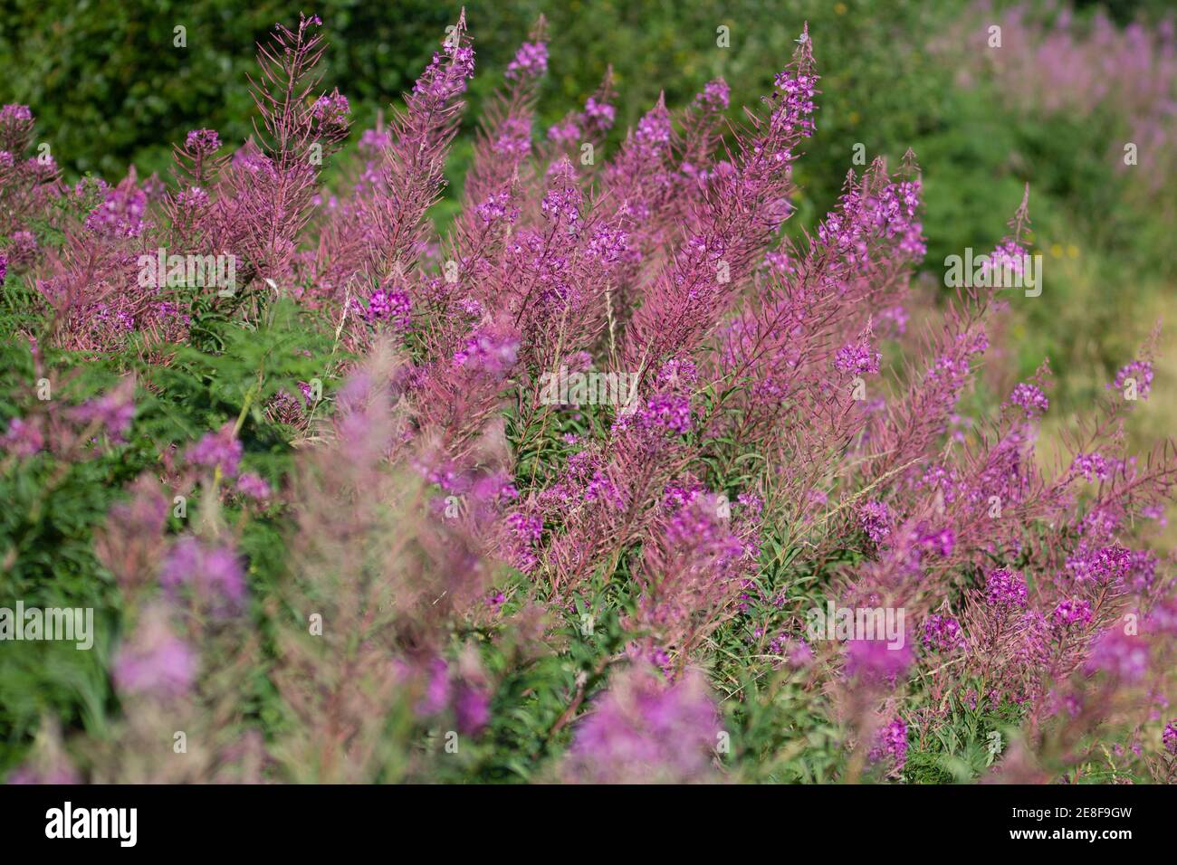 a large clump of Rosebay willow herb (Chamerion angustifolium) Stock Photo