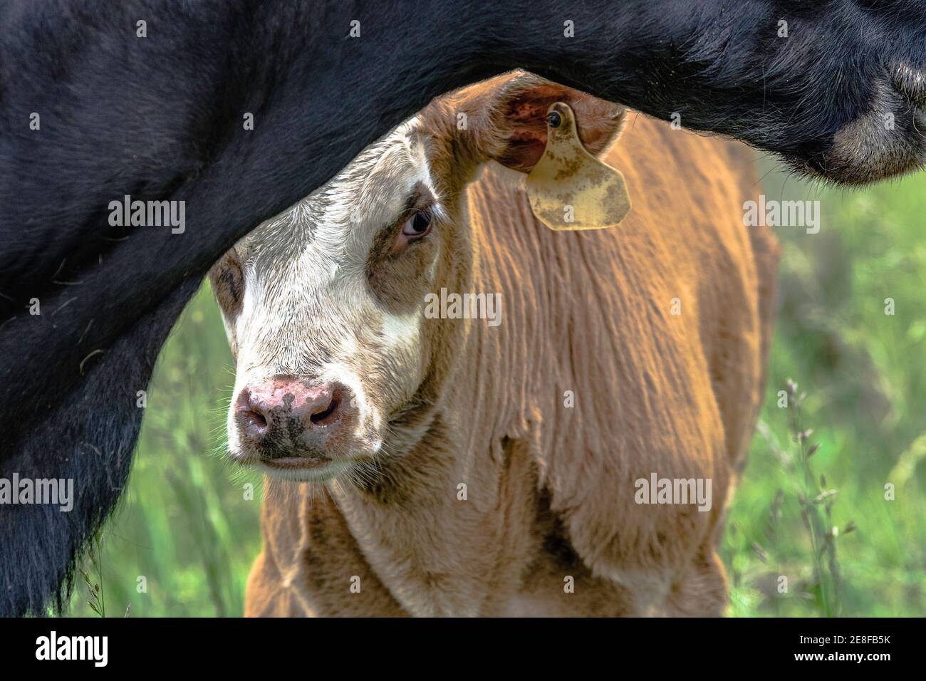 Brown and white calf peaking from behind his mother Stock Photo