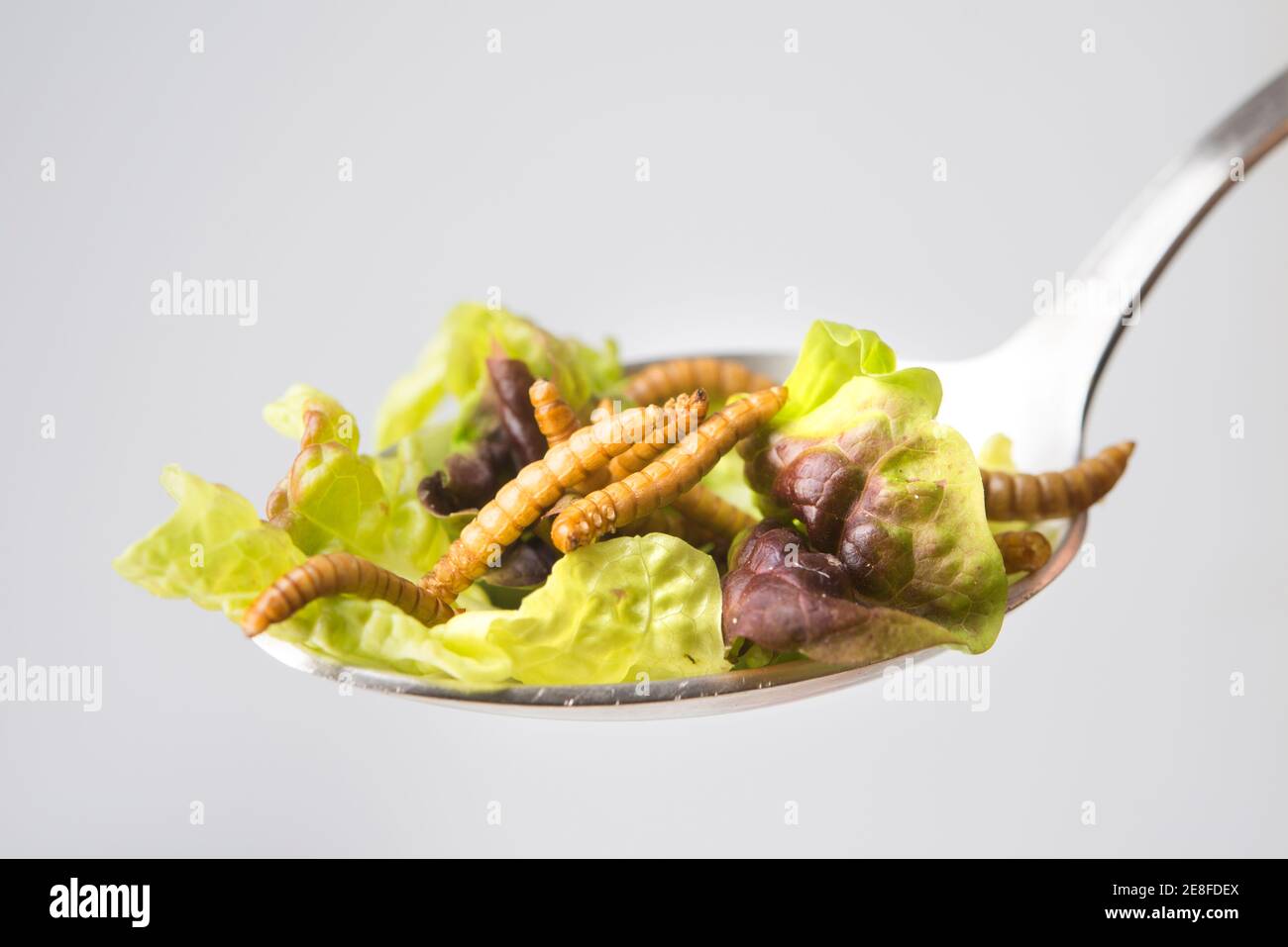 Worm and cricket with salad Stock Photo Alamy