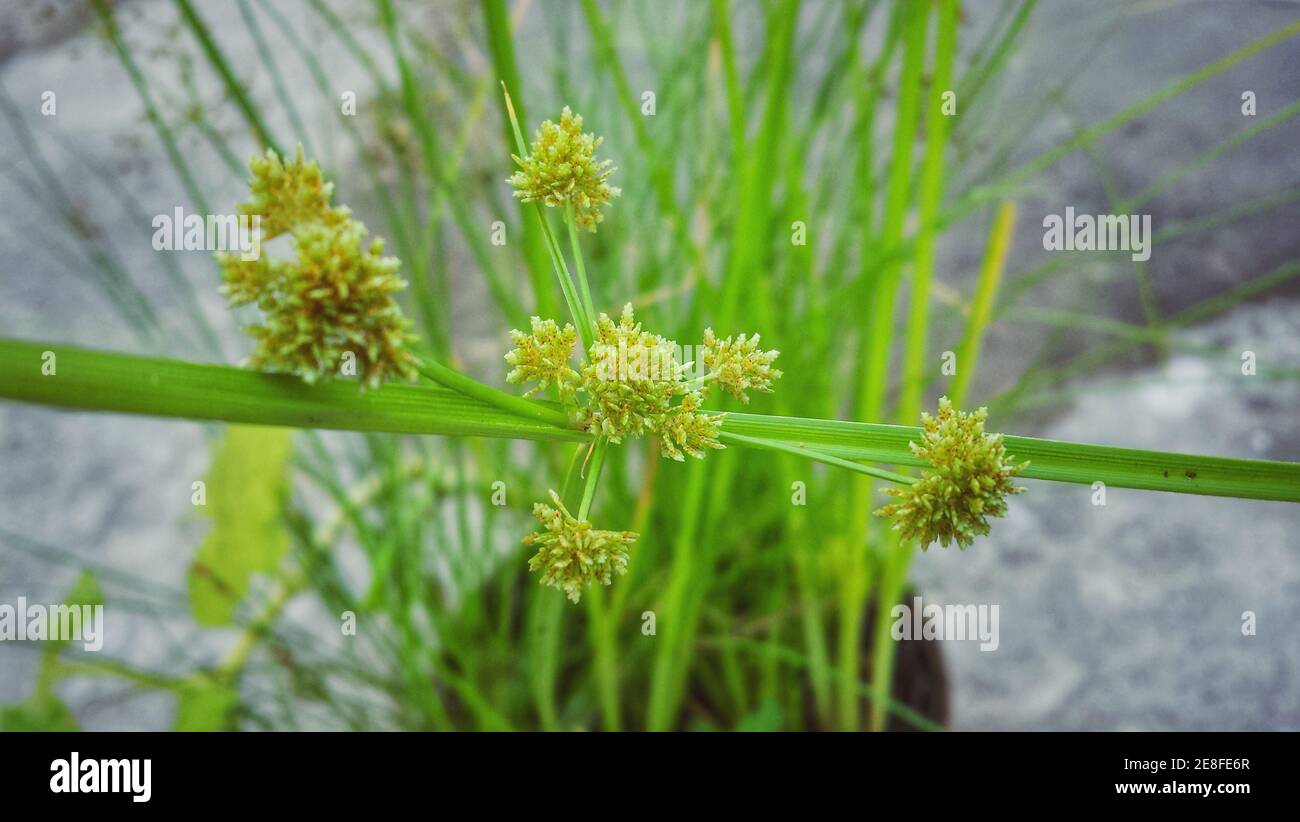 A close-up of green cyperus difformis plant potted in the flowerpot Stock Photo