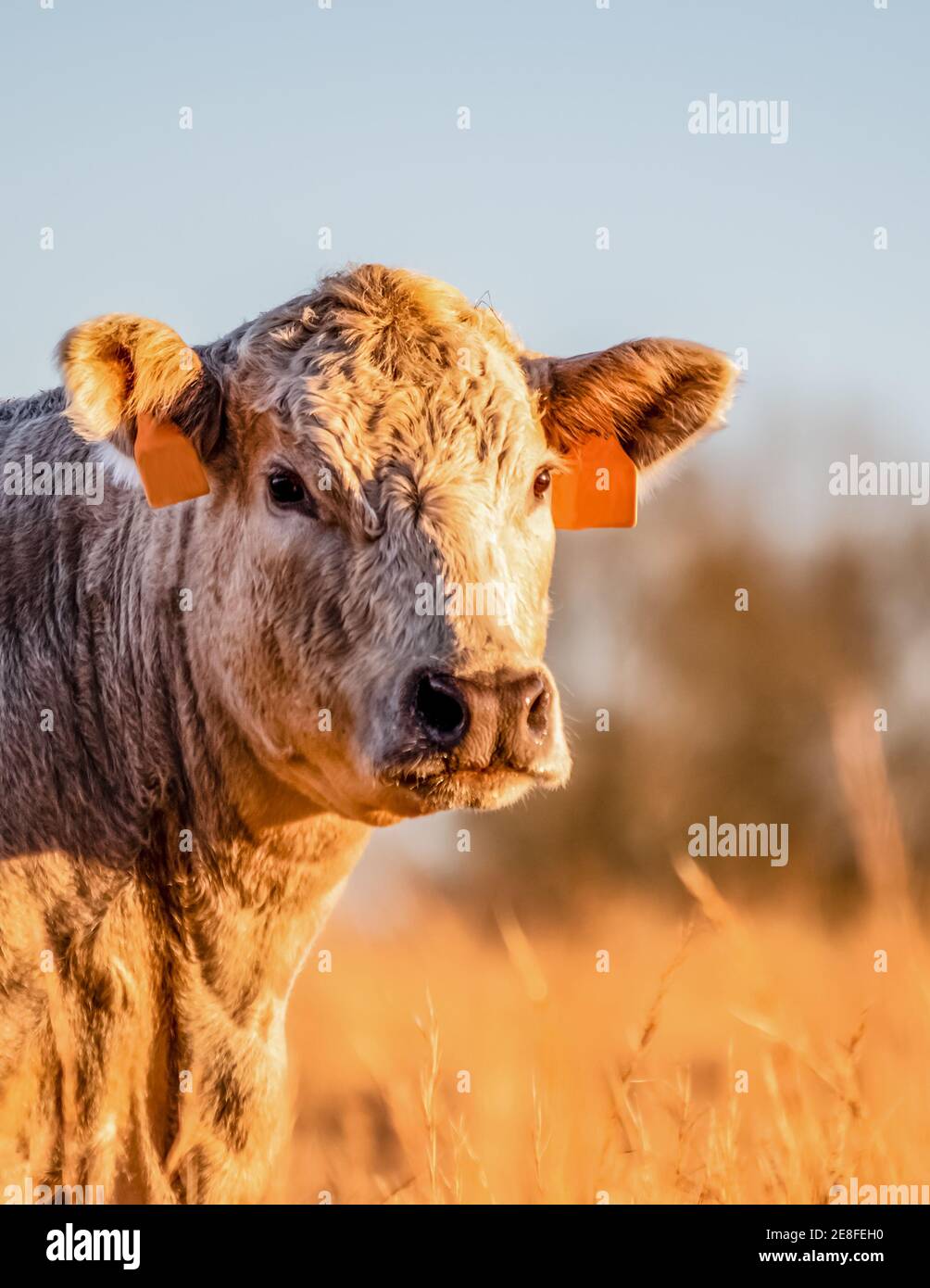 Portrait of a Charolais beef cow head and neck with blurred background and  negative space above Stock Photo - Alamy