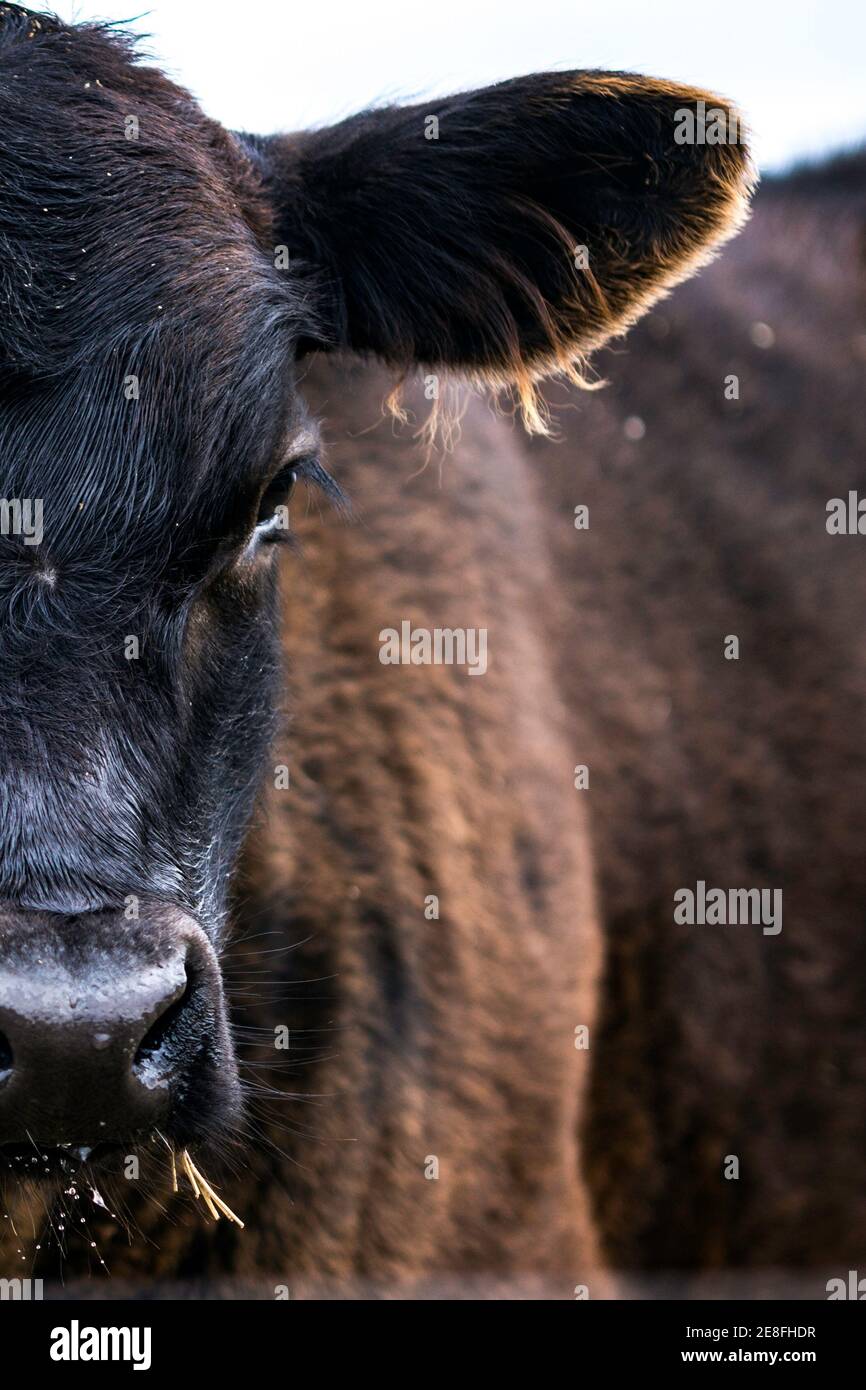 Calfs head close up hi-res stock photography and images - Alamy