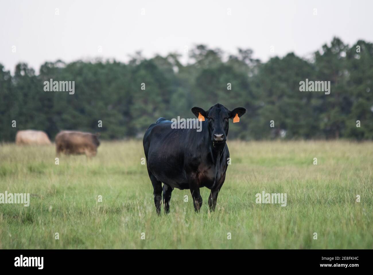 Black Angus cow looking at the camera standing in the foreground, with other cows grazing in the background out of focus. Room for copy to the right a Stock Photo