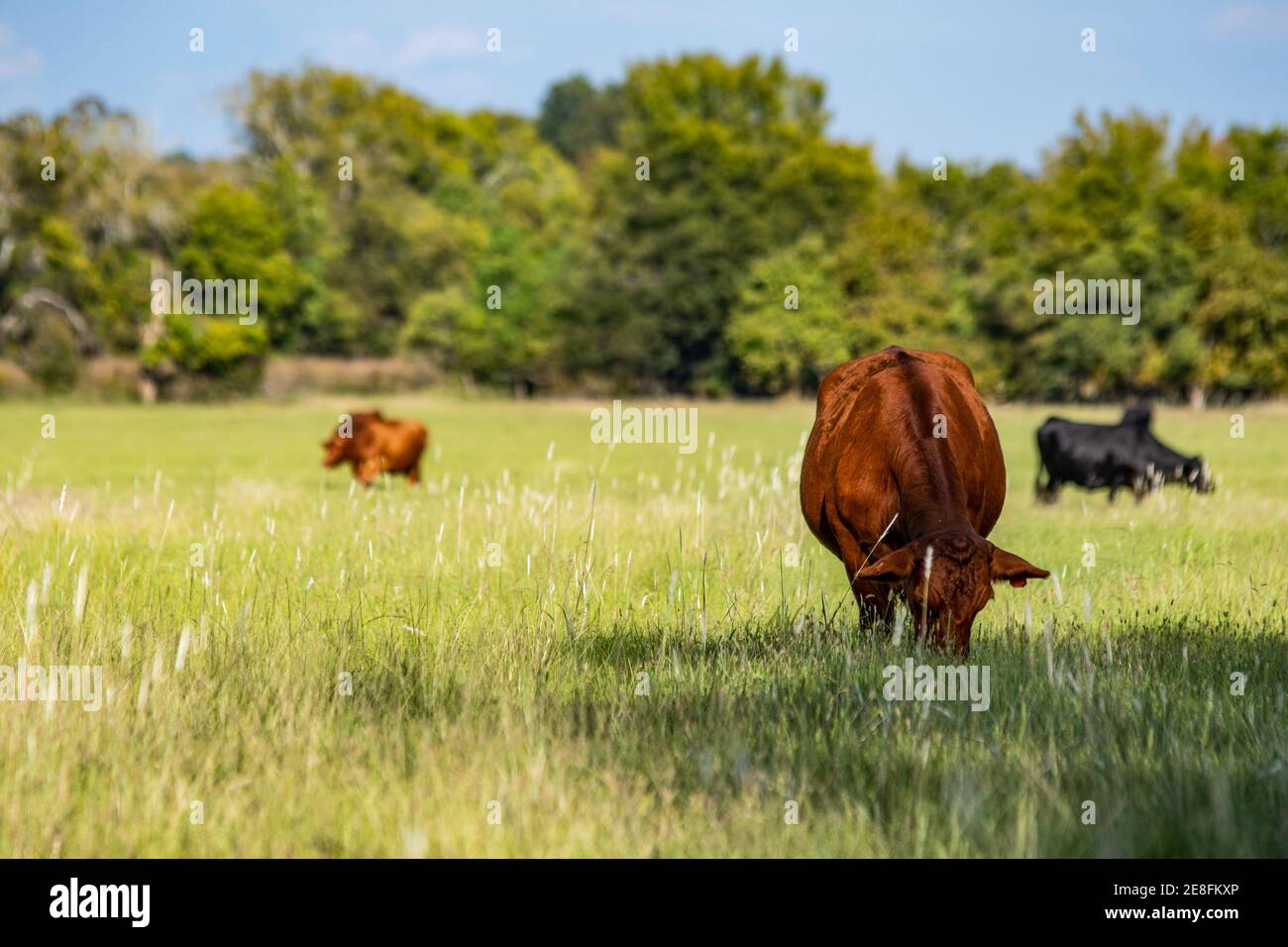 Red commercial beef cow in the foreground to the right with other cows grazing out of focus in the background and area for copy to the left. Stock Photo