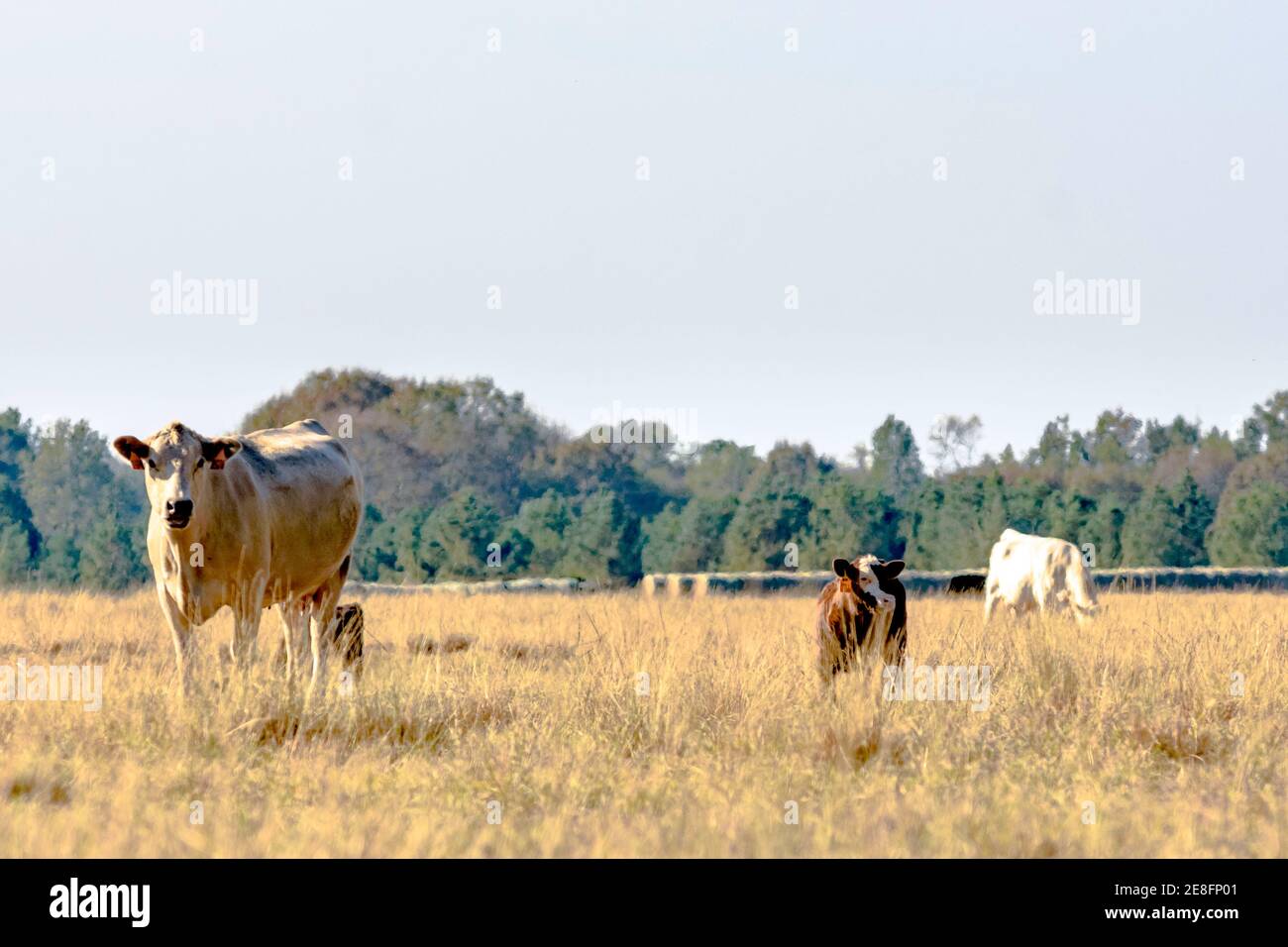 Commercial beef cows in a dormant bermuda grass pasture in November Stock Photo