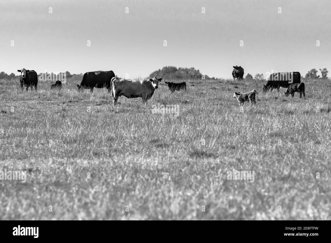 Cow grazing texas Black and White Stock Photos & Images - Alamy