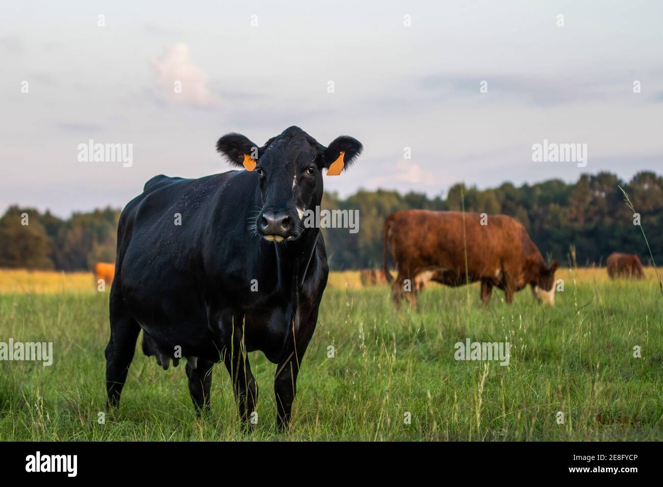 Black Angus crossbred beef cow with other cows out of focus in the background. Stock Photo
