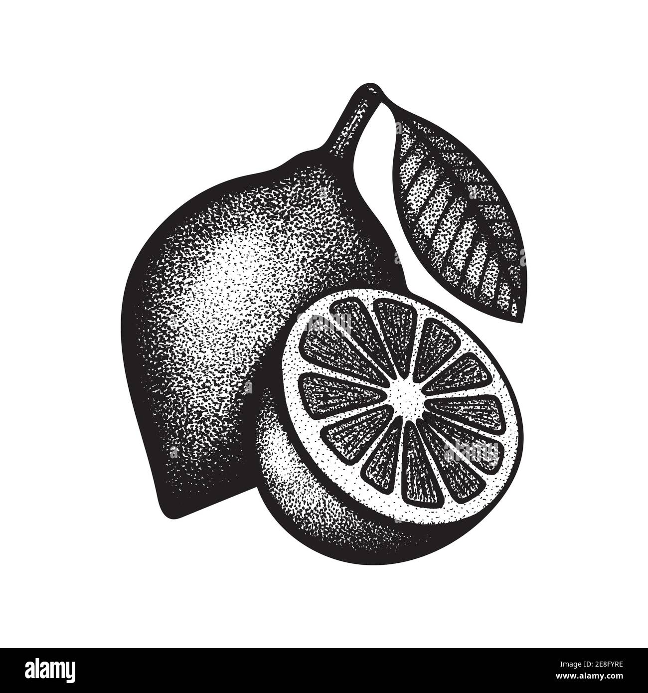 Lemons engraving style illustration. Lemons with leaves hand drawing graphic. Lemons dotted sketch. Part of set. Stock Vector