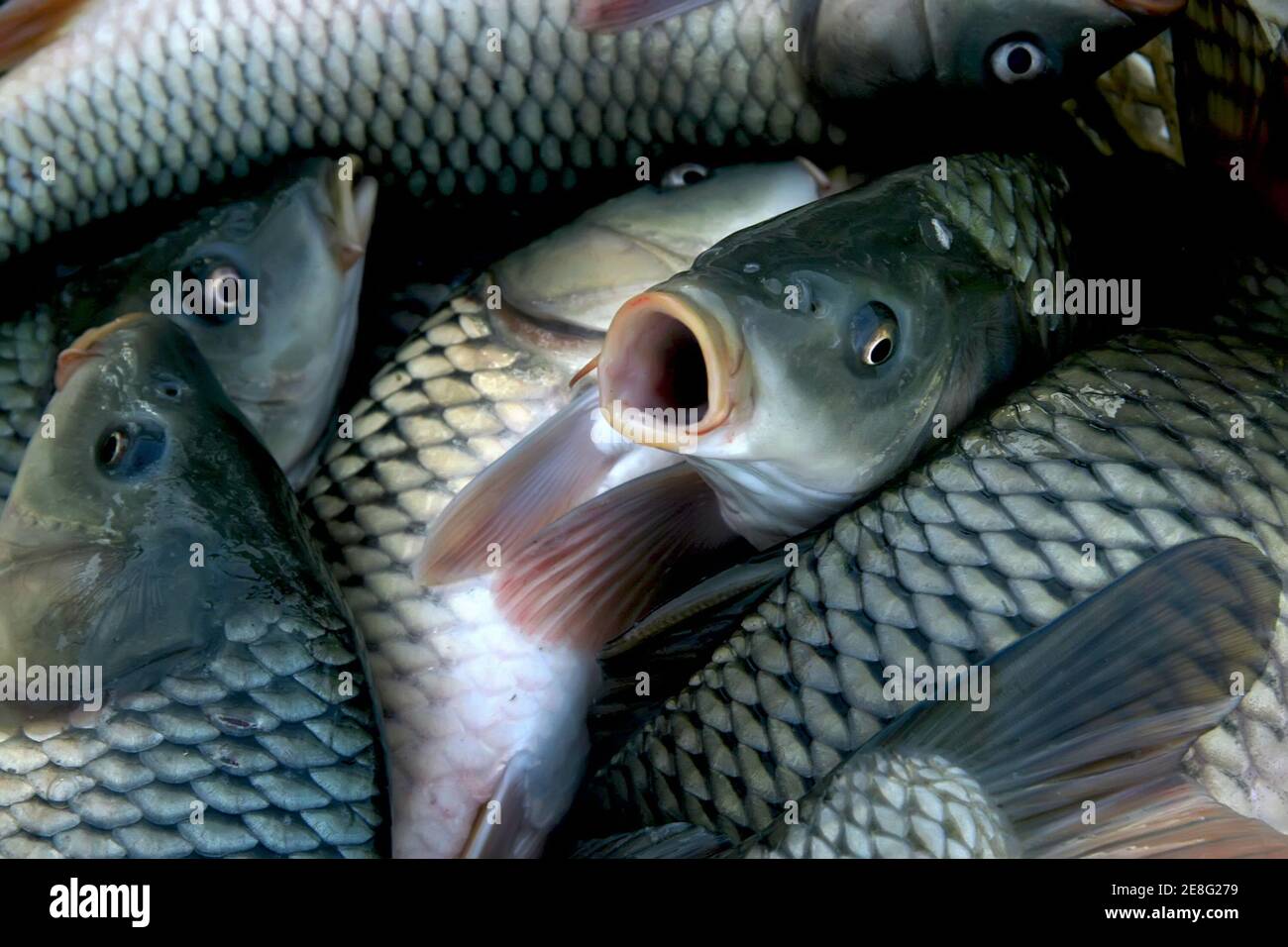 freshwater fish in the pond, china Stock Photo - Alamy