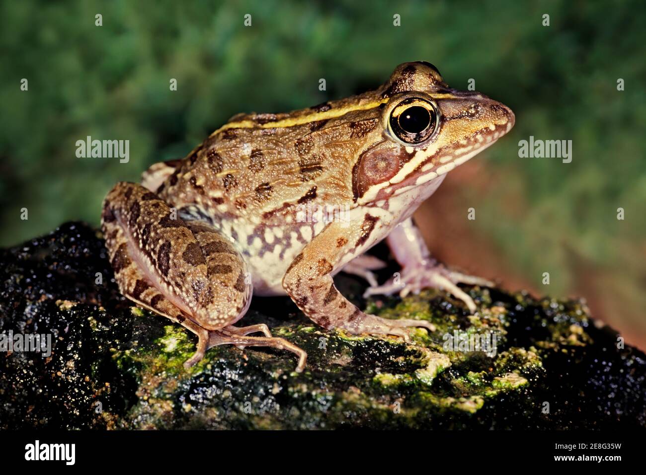 A common river frog (Amietia angolensis) in natural habitat, South Africa Stock Photo