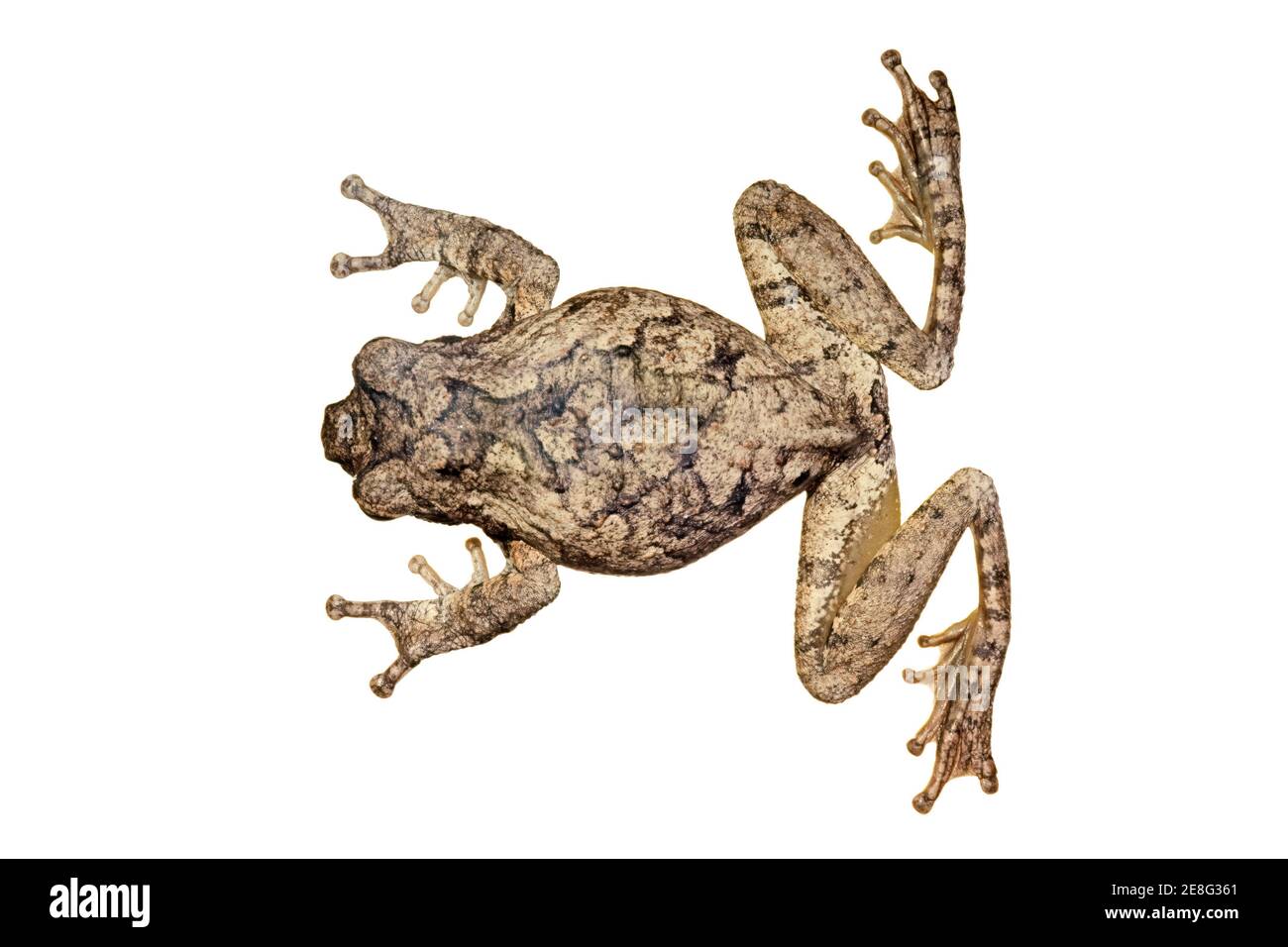Top view of an African foam nest frog (Chiromantis xerampelina) isolated on white Stock Photo