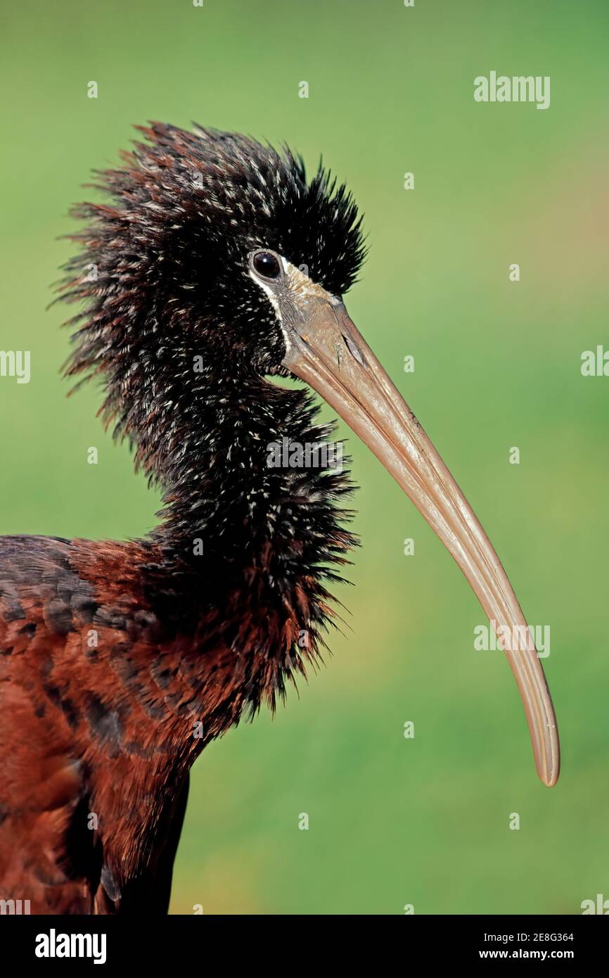 Portrait of a glossy Ibis (Plegadis falcinellus) basking in the sun, South Africa Stock Photo