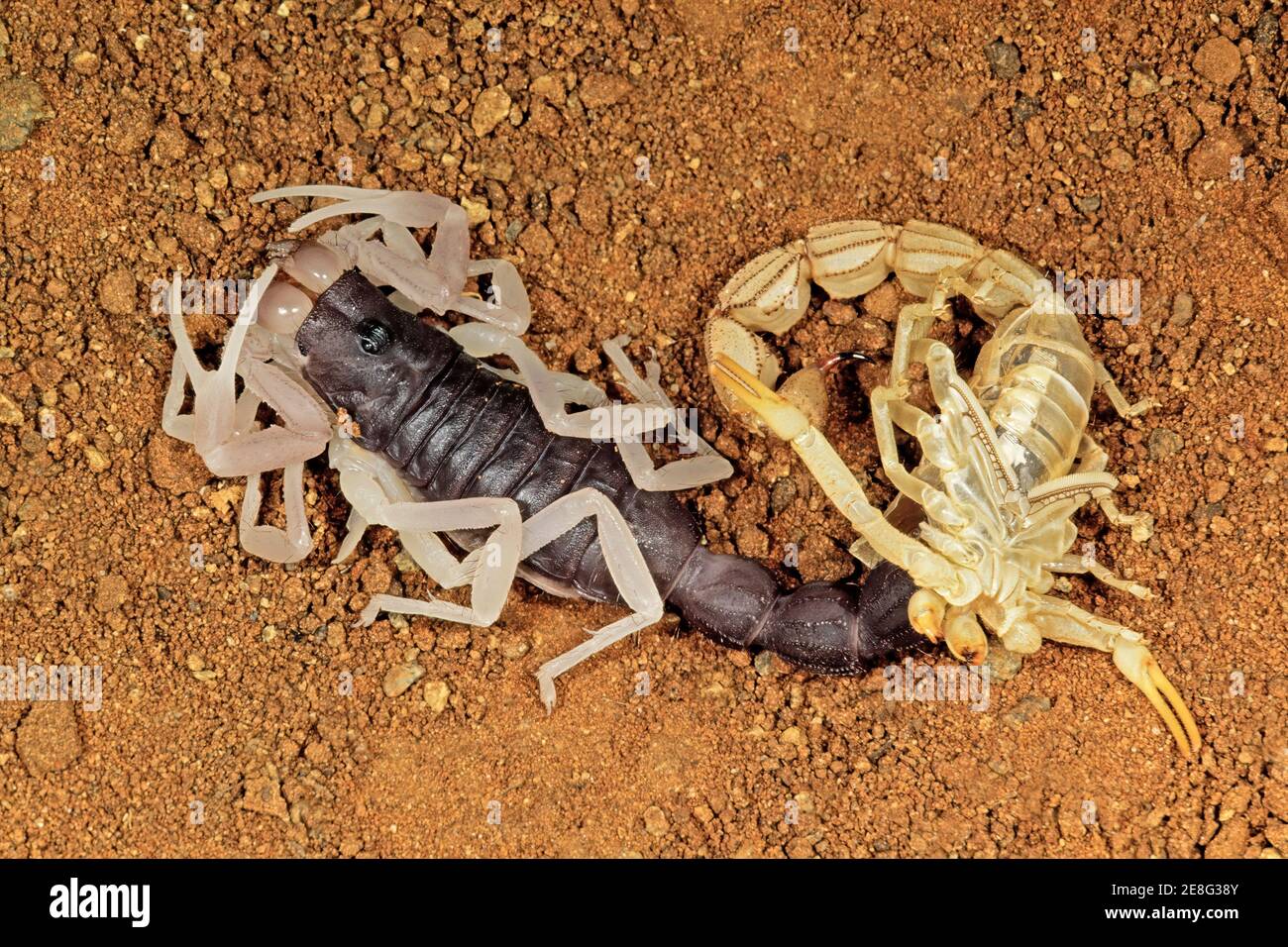 Molting thick-tailed scorpion (Parabuthus spp) with shed skin, South Africa Stock Photo