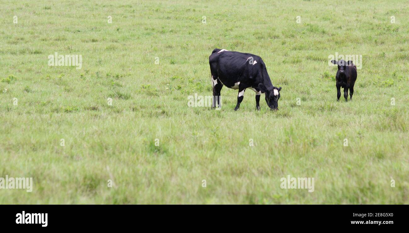 Banner of Angus crossbred cow grazing with calf standing nearby with negative space to the left. Stock Photo