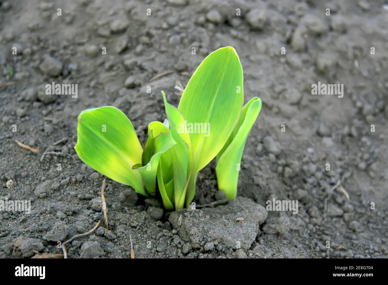 closeup of corn seedlings, in early spring, gives the impression of a ...