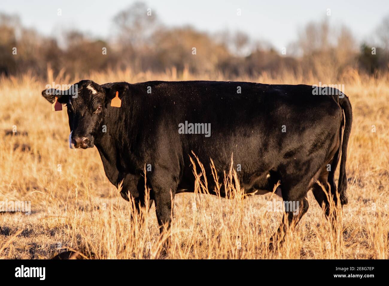 Black Angus crossbred beef cow standing in a dormant brown pasture during golden hour lighting. Stock Photo