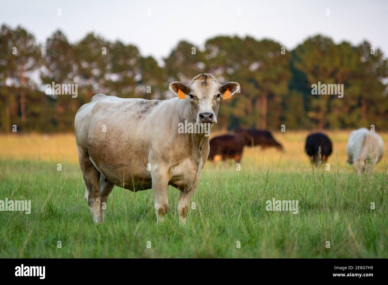 White Charolais crossbred beef cow looking at the camera with other cows grazing in the background out of focus. Stock Photo