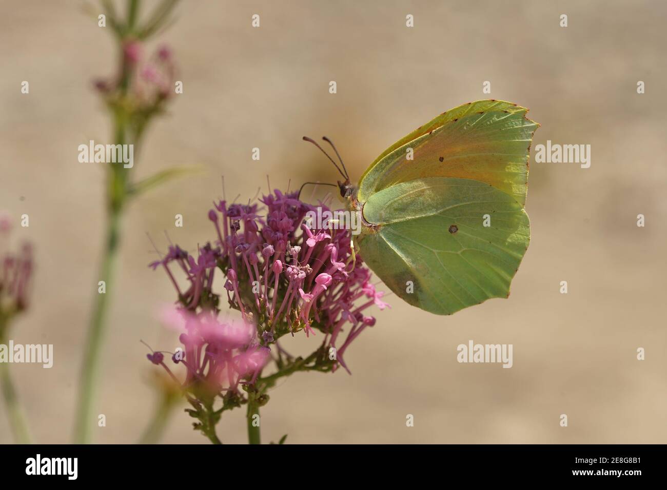 The Cleopatra Butterfly, Gonepteryx cleopatra sipping nectar at Gard, France Stock Photo