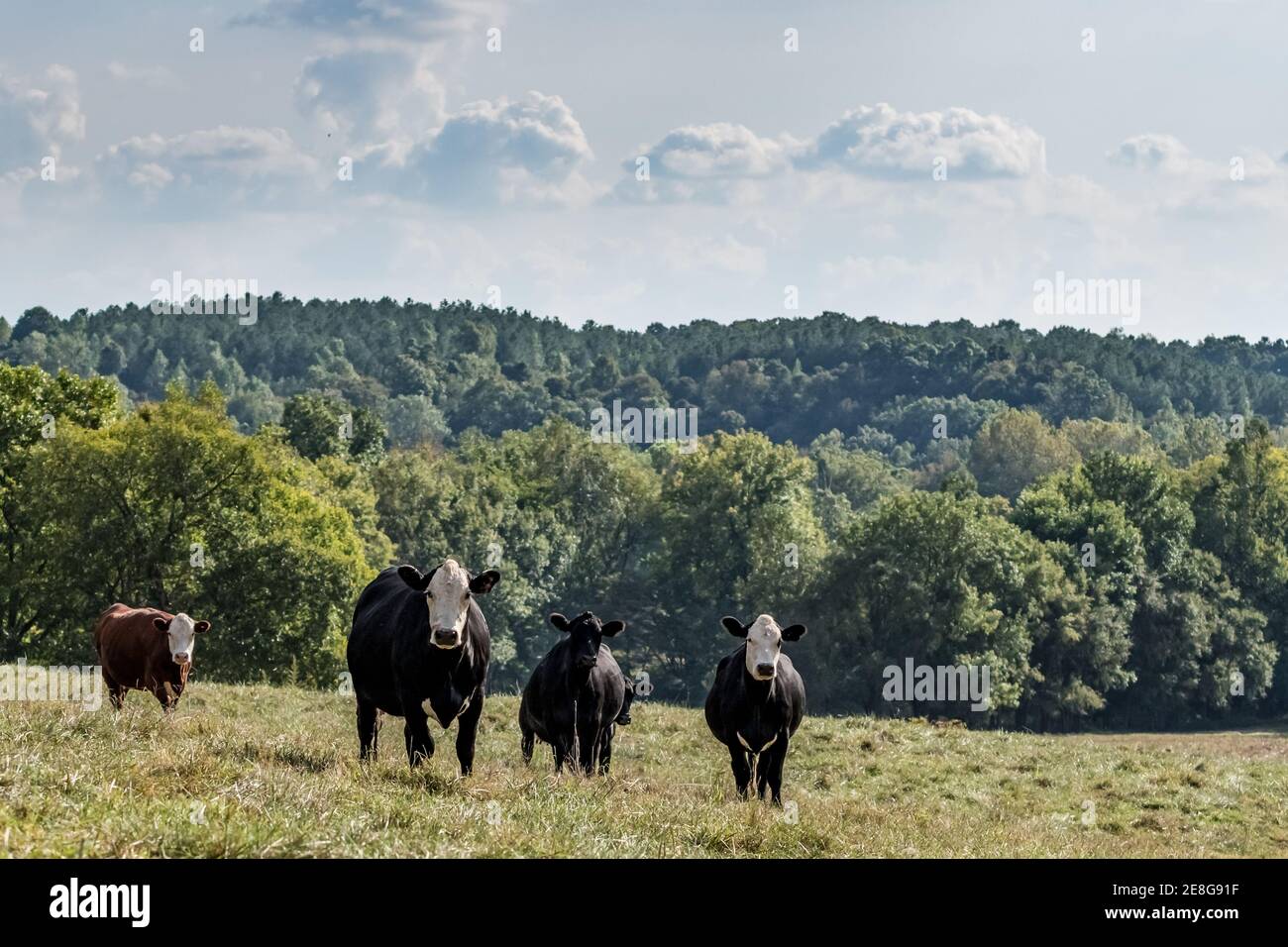 A group of crossbred brood cows stands in a hilly pasture in Appalachia on a late summer day Stock Photo