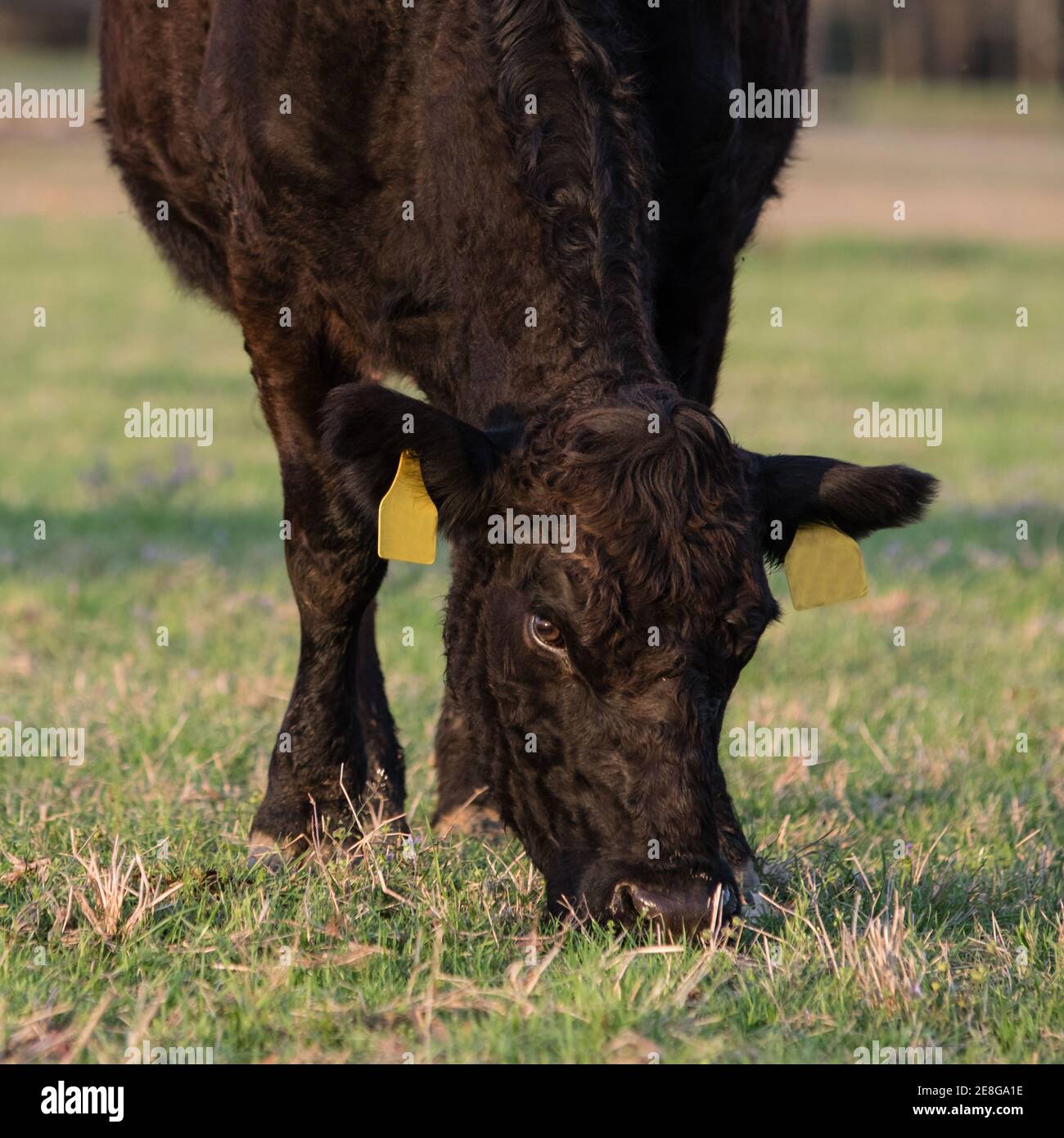 Black Angus cow with curly winter coat grazing on new spring grass - square format Stock Photo