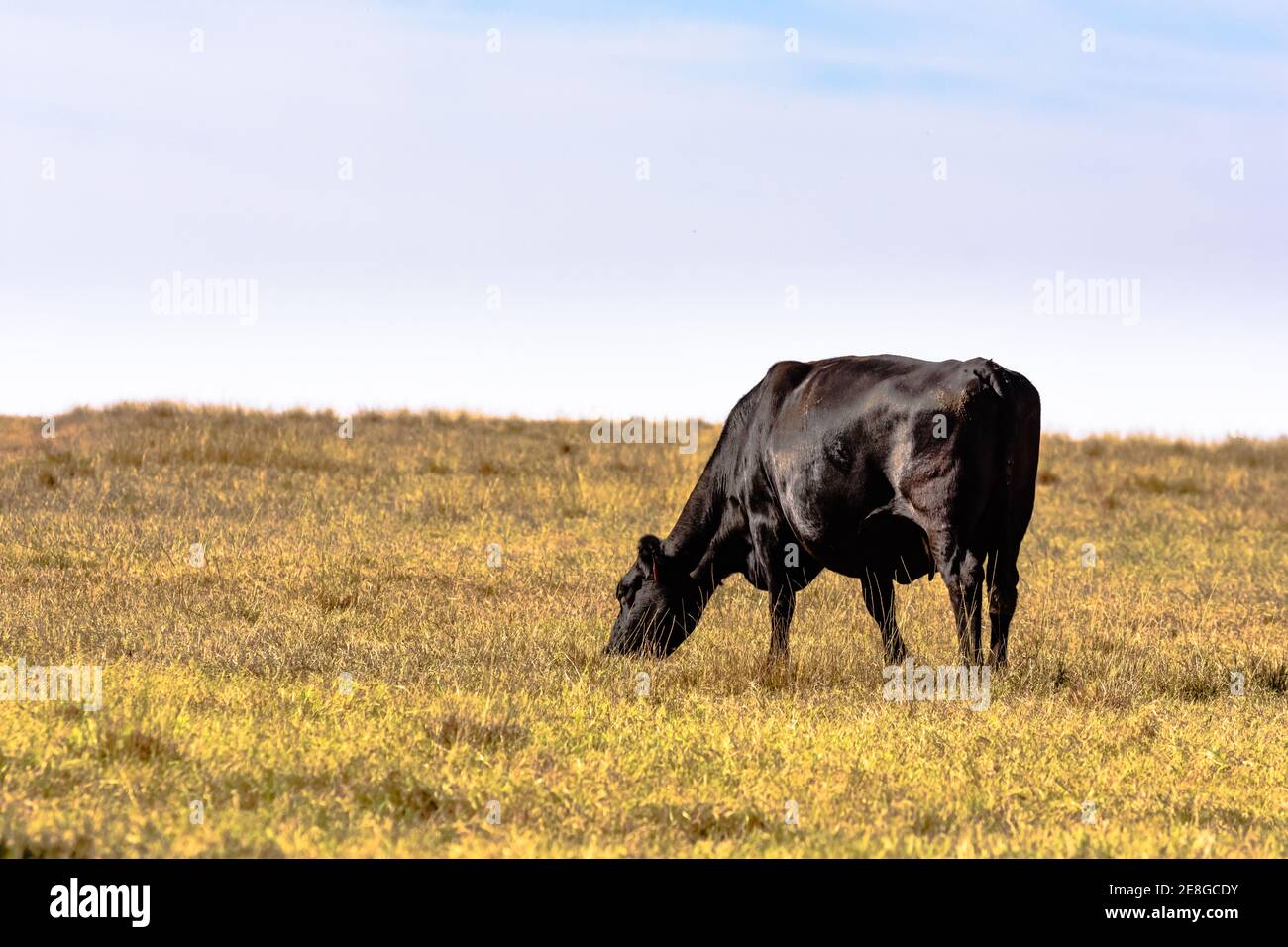 Grazing black Angus cow in a dormant bermuda grass pasture Stock Photo Alamy